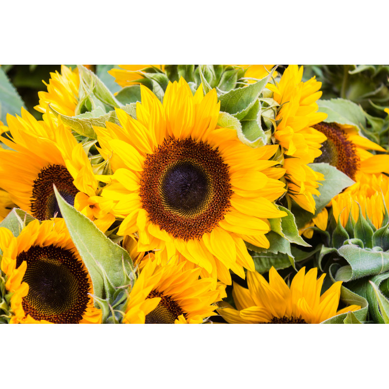 " Sunflowers " by Hanohiki, 8" H x 12" W