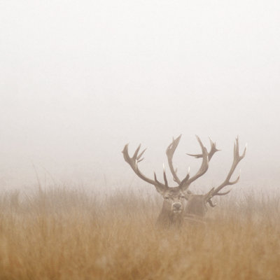 Two Stag Deer Resting In Field On Foggy Day by Beholdingeye - Print