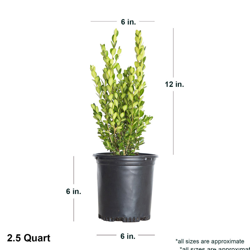 2.5 Qt. Wintergreen Boxwood - Evergreen Shrub for Full Sun to Part Shade