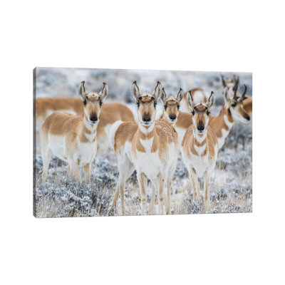Wyoming, Sublette County. Curious Group Of Pronghorn Standing In Sagebrush During The Wintertime by Elizabeth Boehm - Wrapped Canvas Print