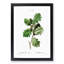Oak Tree by Pierre-Joseph Redoute - Picture Frame Painting Print-55576961-55576960