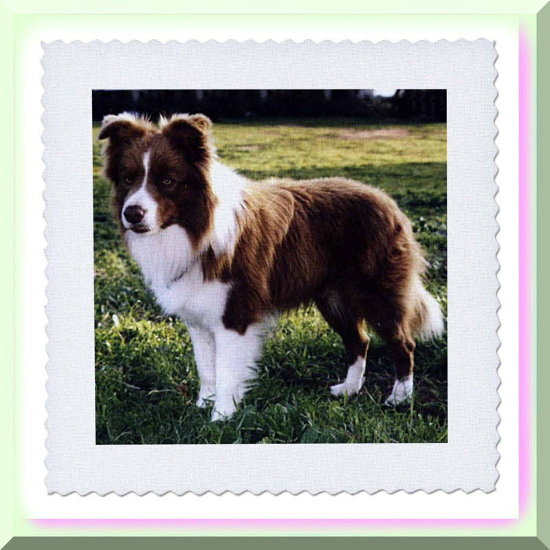 Collie Comfort Quilt Square
