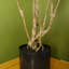 125cm Faux Dracaena Tree in Pot Liner