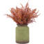 12 plantes