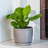 5.8" Ana Planter, 2-pack