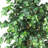 72 " H Faux Ficus Tree in Plastic Pot