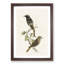 European Black Redstart by Von Wright - Picture Frame Painting Print-55536004-55536008