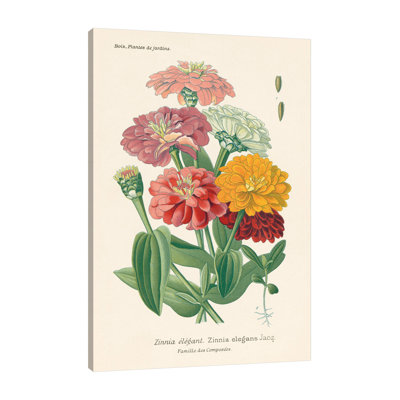 Wild Apple Portfolio " Antique Botanical XLI Light " by Wild Apple Portfolio