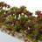Sedum Succulent in Rectangular Planter