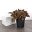 Live Red Fittonia Nerve Plant