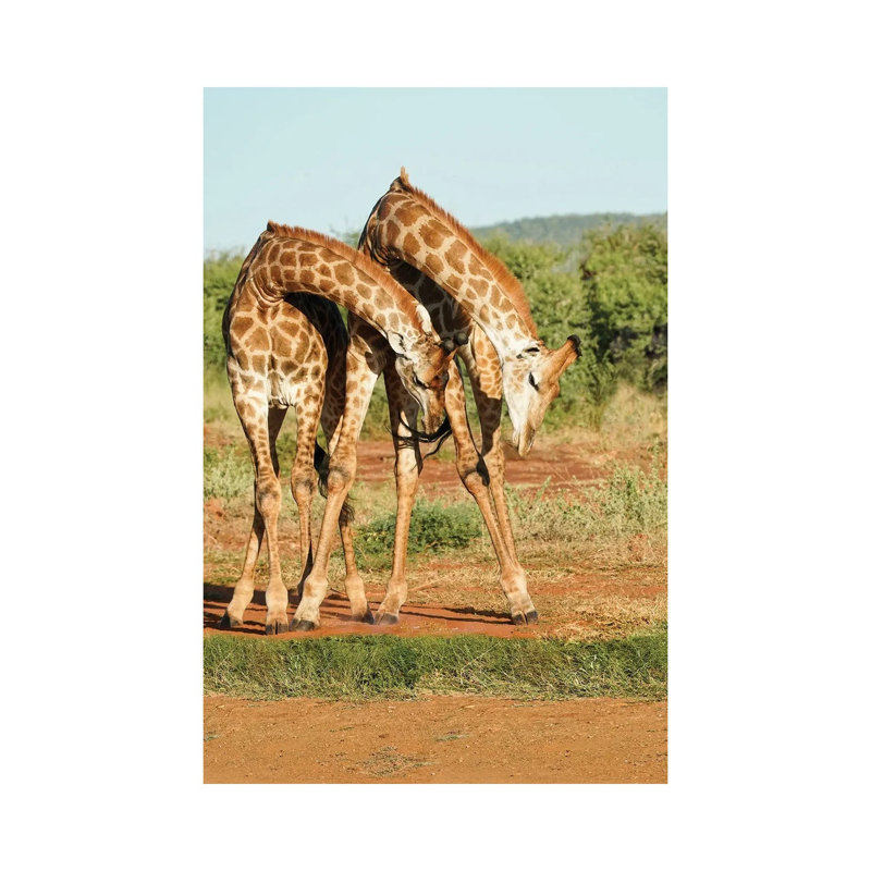 African Dancing Giraffes by Rhonda Thompson - Print on Canvas, Wrapped Canvas, 66.04 cm H x 45.72 cm W