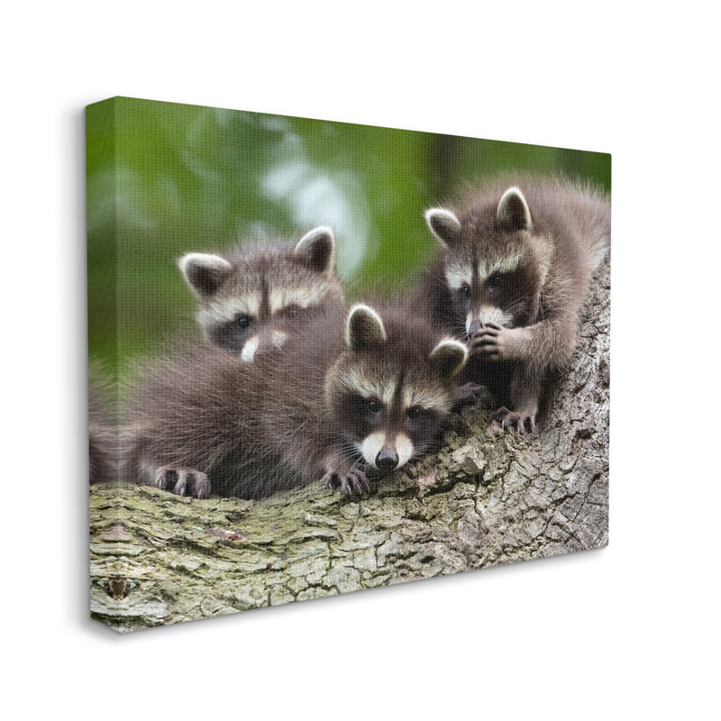 «Raccoon Babies In Tree» par Jan Piecha, H 36 po x l 48 po x P 1,5 po