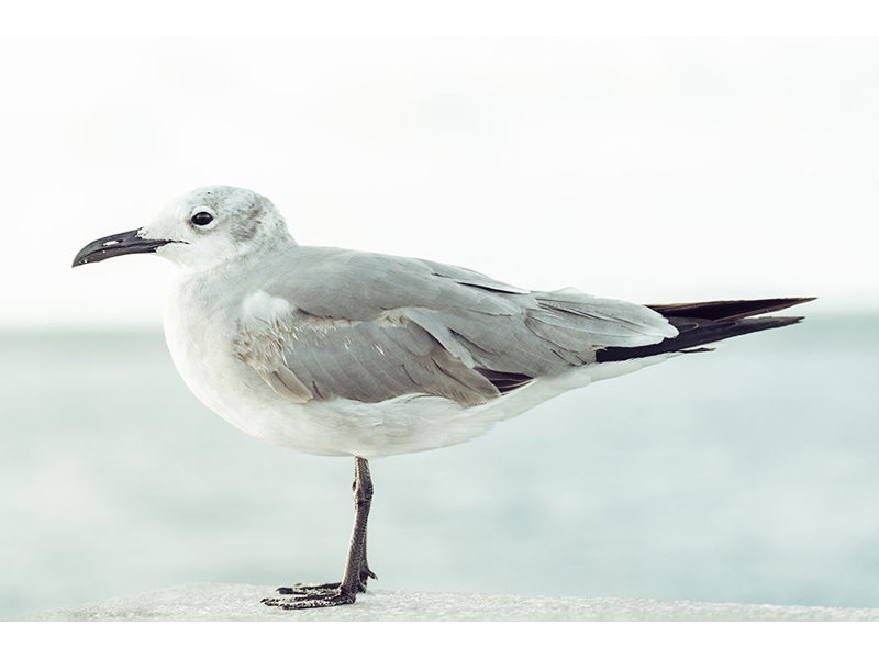 Seagull I Print by Adam Mowery, Image Brush Gel