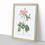 Cabbage Rose in Pink by Pierre-Joseph Redoute - Picture Frame Art Print-55513212-55513221