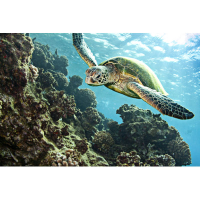 Tortue nageant - Photographie sur toile tendue