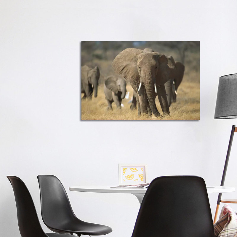 African Elephant Group, Vulnerable, Samburu National Reserve, Kenya by Gerry Ellis - Wrapped Canvas Print