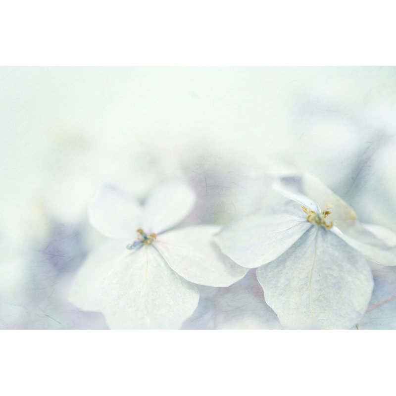 Hydrangeas In Winter - Wrapped Canvas Print, 30cm H x 46cm W x 3.8cm D