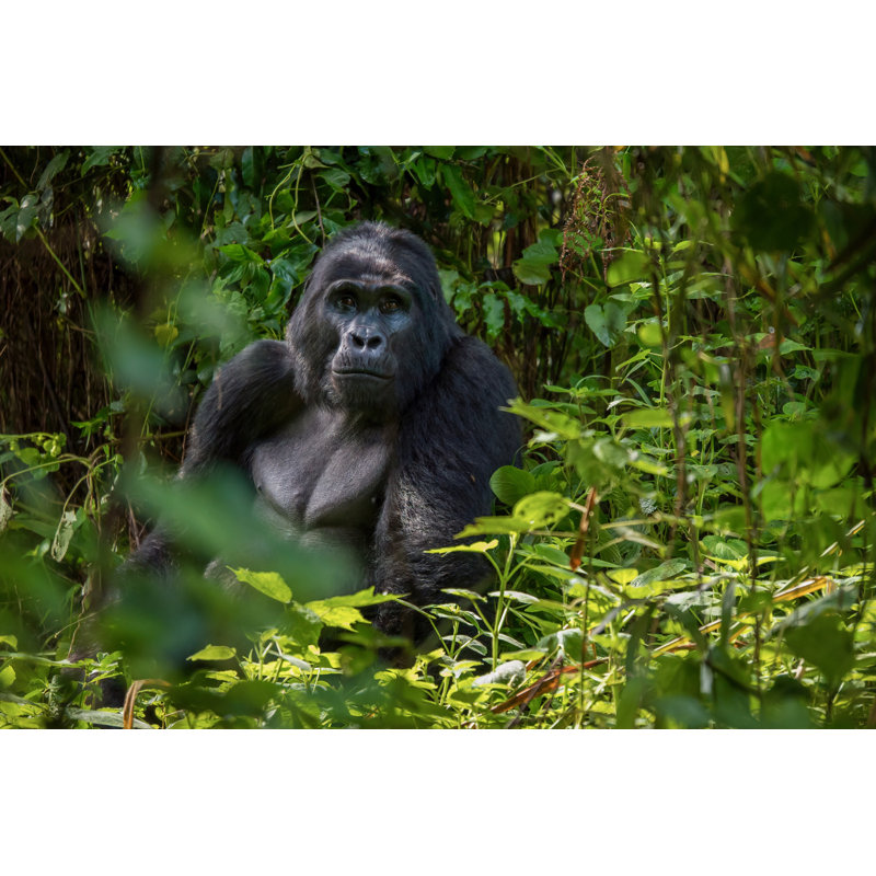 Silverback Mountain Gorilla by Cheryl Ramalho - Wrapped Canvas Print, 61cm H x 91cm W