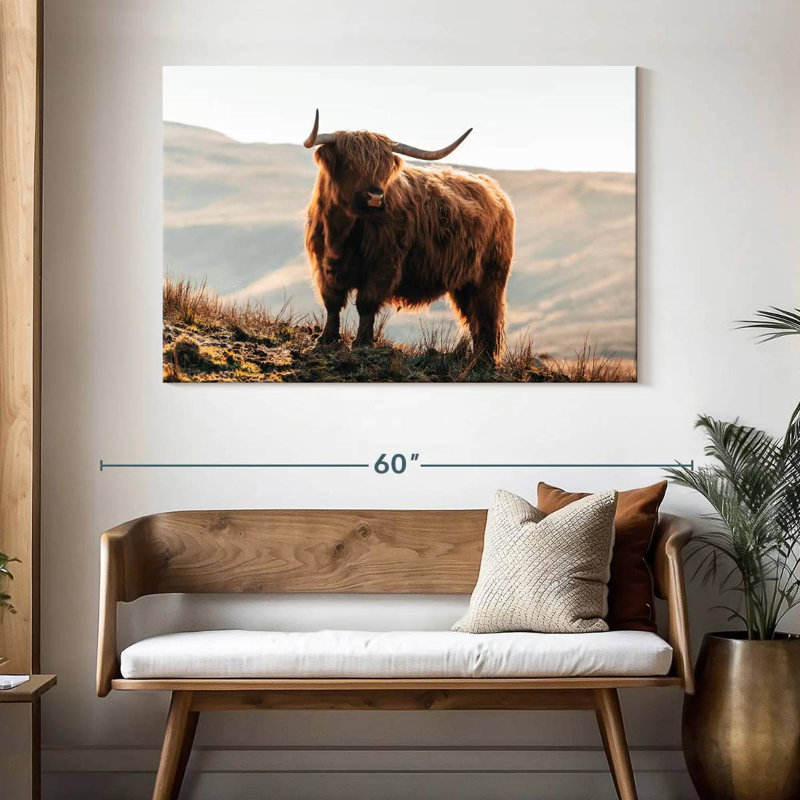 Vache Highland Isle of Skye, H 32 po x l 48 po