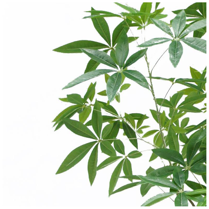 Annistyn 180cm Faux Money Tree in Pot