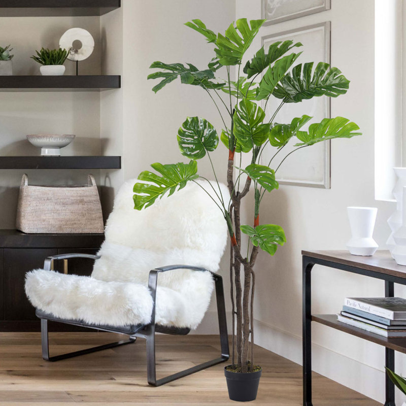 170cm Plant