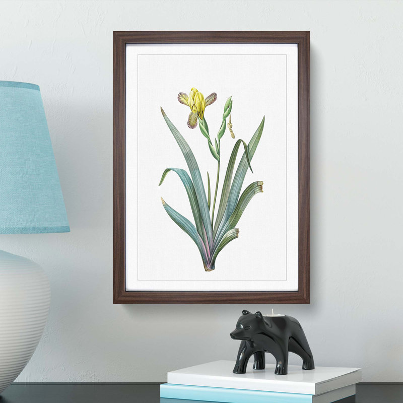 Hungarian Iris Flowers by Pierre-Joseph Redoute - Picture Frame Painting Print, 65cm H x 48cm W x 2cm D, Walnut Framed