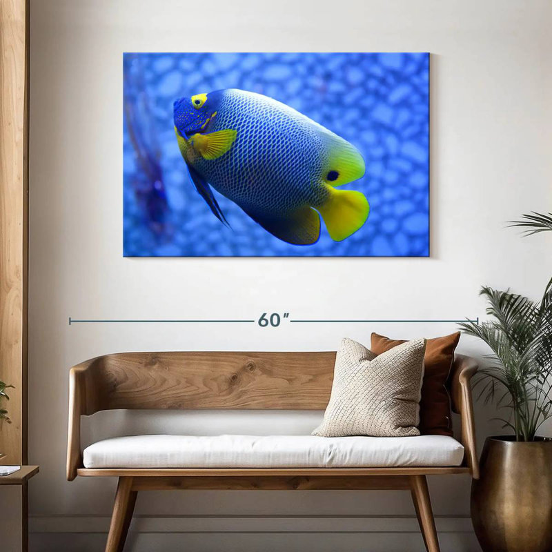 Angelfish bleu corail Brampt, H 30 po x l 45 po
