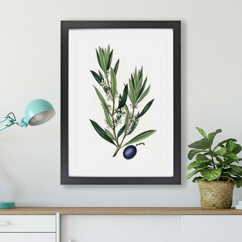Olive Tree Flowers Illustration - Framed Print, 24cm H x 33cm W x 2cm D, Black