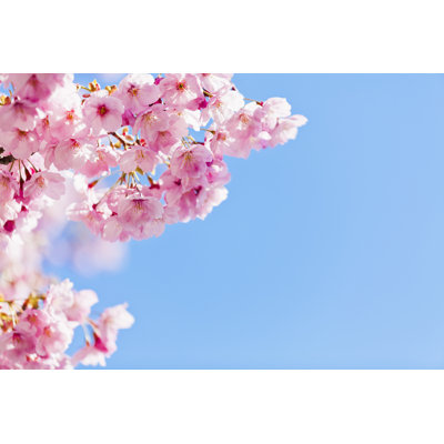 Fleur de cerisier rose contre le ciel bleu clair par Ooyoo