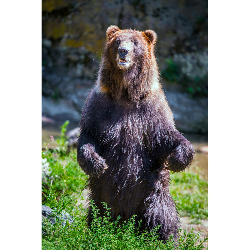 Standing Bear by GummyBone - Wrapped Canvas Print, 46cm H x 30cm W