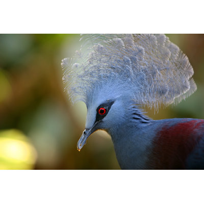 Kissonerga Crowned Pigeon - Wrapped Canvas Print