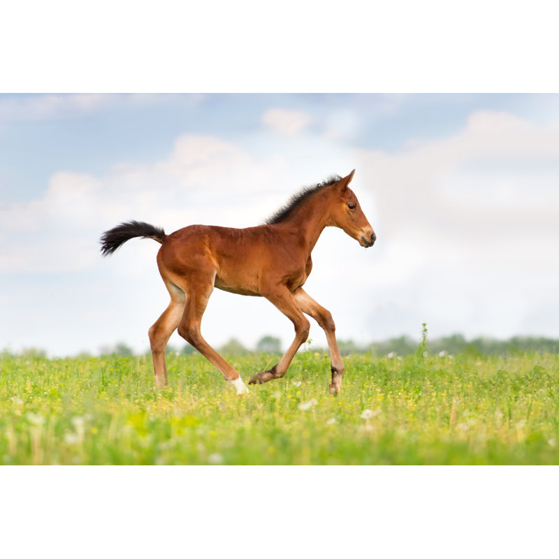 Bay Colt Run - Wrapped Canvas Print, 30cm H x 46cm W x 3.8cm D