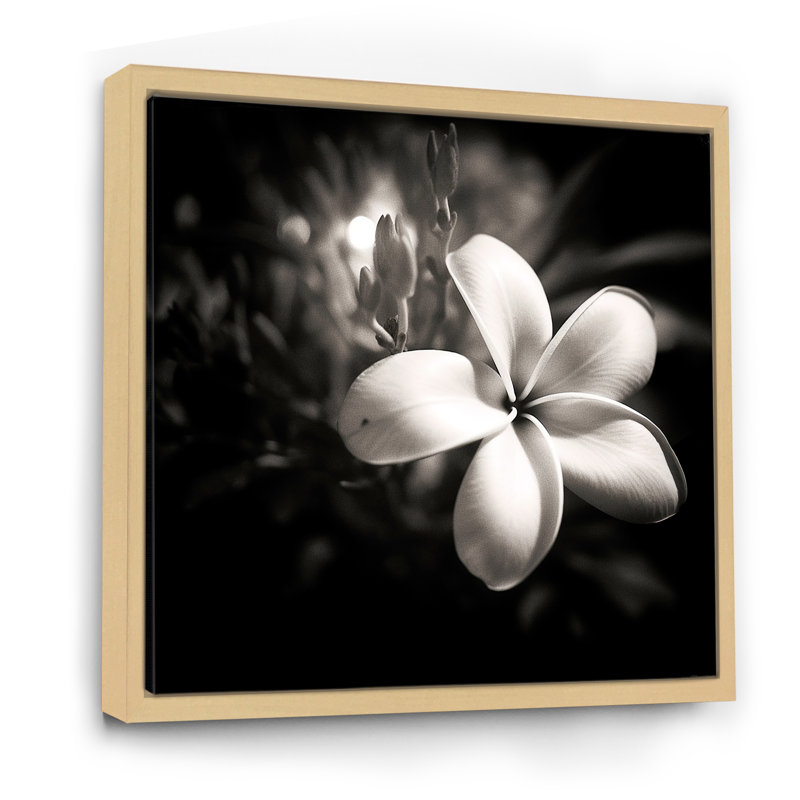 Spectrum Wild Moonlight Plumeria Beauty sur toile, Cadre naturel flottant, H 36 po x l 36 po x P 1,5 po