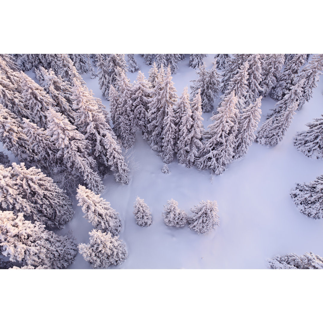 Weißer Wald von Borchee - Druck