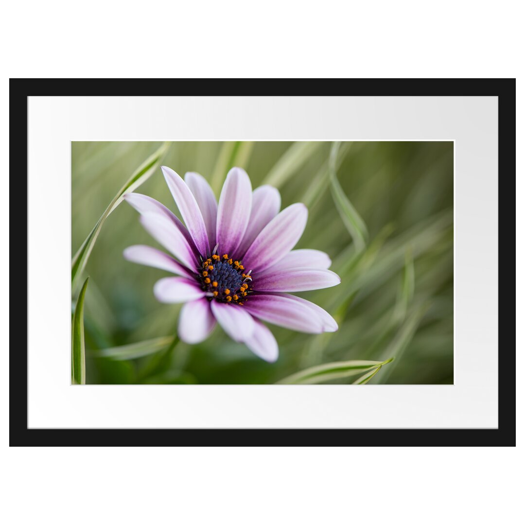 Gerahmtes Poster Blume in der Natur