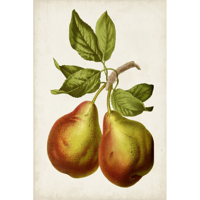 Antique Antique Fruit par Vision Studio - peinture sur toile tendue, H 18 po x l 12 po x P 1,25 po