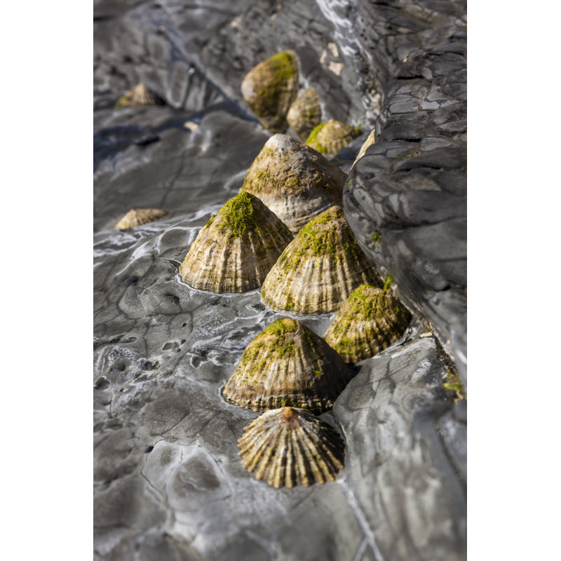 Limpets Cling to Rocks par Allou - photographie sur toile tendue, H 12 po x l 8 po