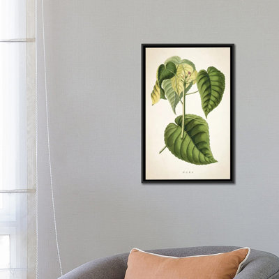 «Hura Botanical» par Aged Pixel, reproduction sur toile tendue sur châssis