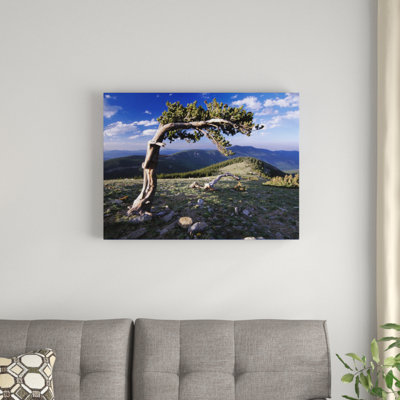 " Bristlecone Pine, Mt Evans, Colorado " by Tim Fitzharris
