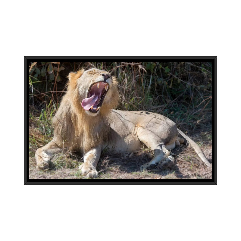 «Spocalless», reproduction de photo sur toile, H 18 po x l 26 po x P 1,5 po, Toile avec cadre noir, Pas de tapis