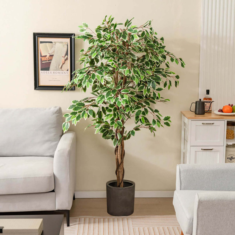 Plante 63 po
