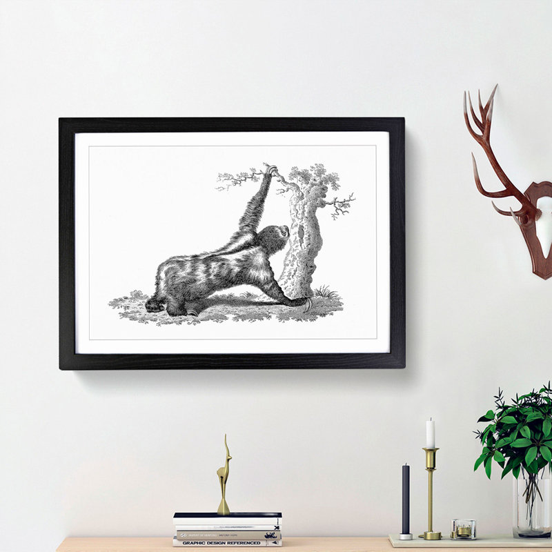 Three-Toed Sloth in Black & White by George Shaw - Picture Frame Drawing Print, Black Framed, 27cm H x 36cm W x 2cm D
