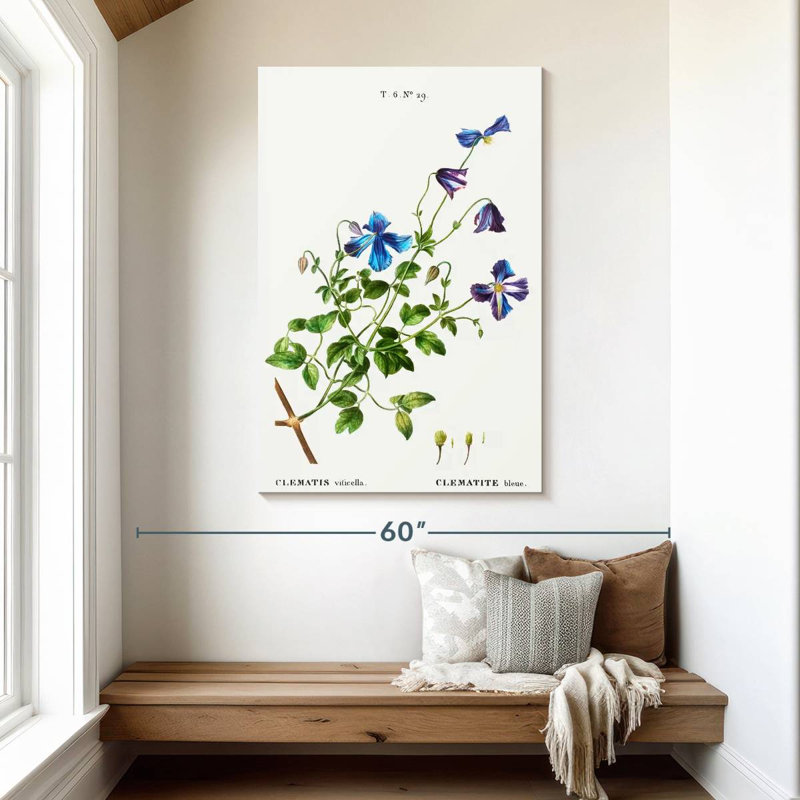 Harnek Clematis Viticella, 48" H x 32" W