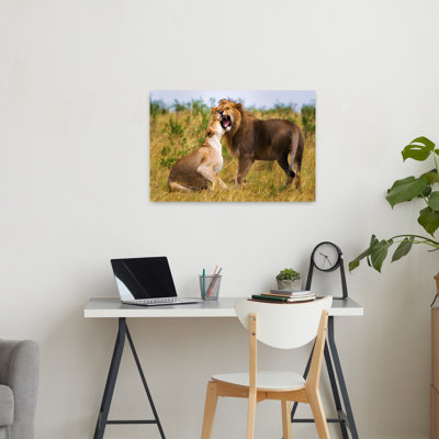 Roaring Lion Pair Playful Contemporary Cat Lion Nature Wildlife Wall Art Print 1 Piece Wrapped Canvas Wall Art