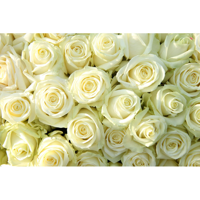 White Roses - Photographie sur toile tendue, H 8 po x l 12 po