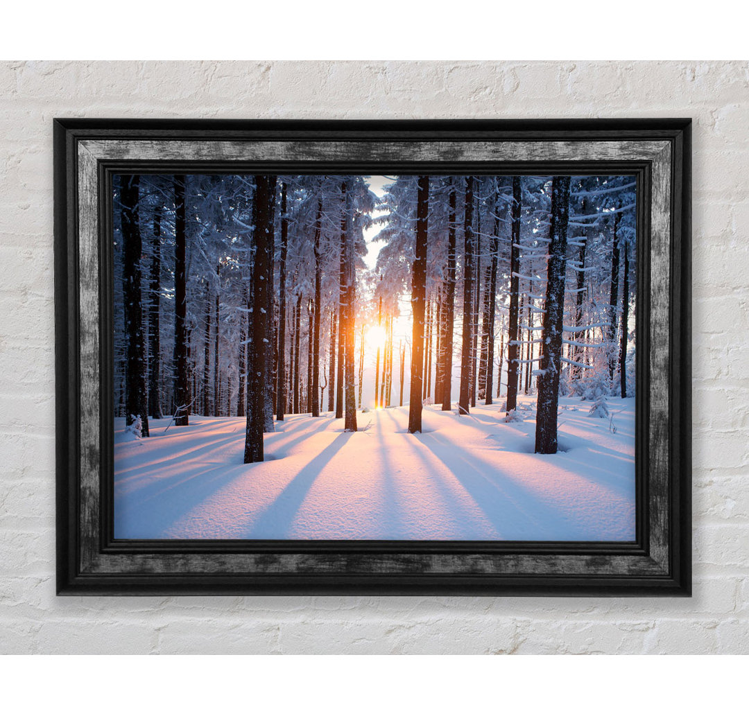 Sun Burst Snow Trees - Druck