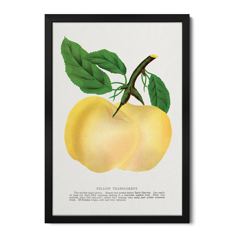 «Yellow Transparent Transparent Lithograph», reproduction d'art murale - affiche de galerie, H 32 po x l 24 po