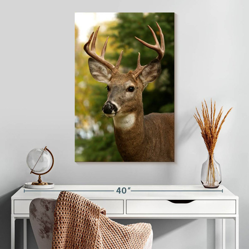 Whitetail Buck, H 30 po x l 20 po