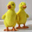 Canard 5 po