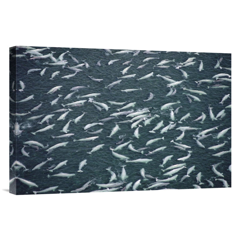 " Beluga Whale, Hundreds Swim And Molt In Freshwater Shallows, NWT, Canada ", Black Framed, 16" H x 24" W